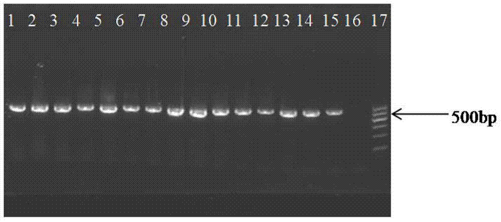 A kind of method for detecting Lactobacillus casei bacterial strain and its kit and primer pair