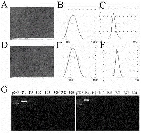 Targeted drug delivery system modified by follicle-stimulating hormone polypeptide and regulated by promoter MUC16 and preparation method of targeted drug delivery system