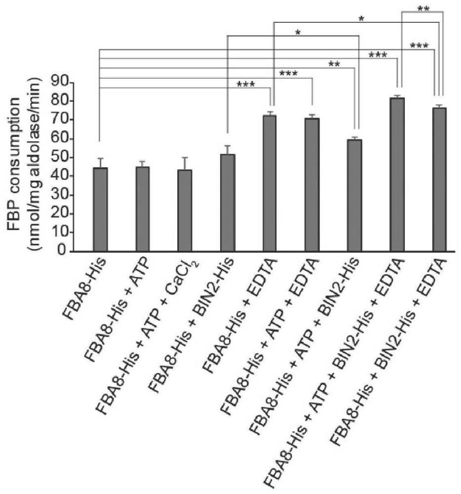 Application of fba8 gene or fba8 protein in preparation of reagents with phosphotransfer activity and/or proteolysis activity