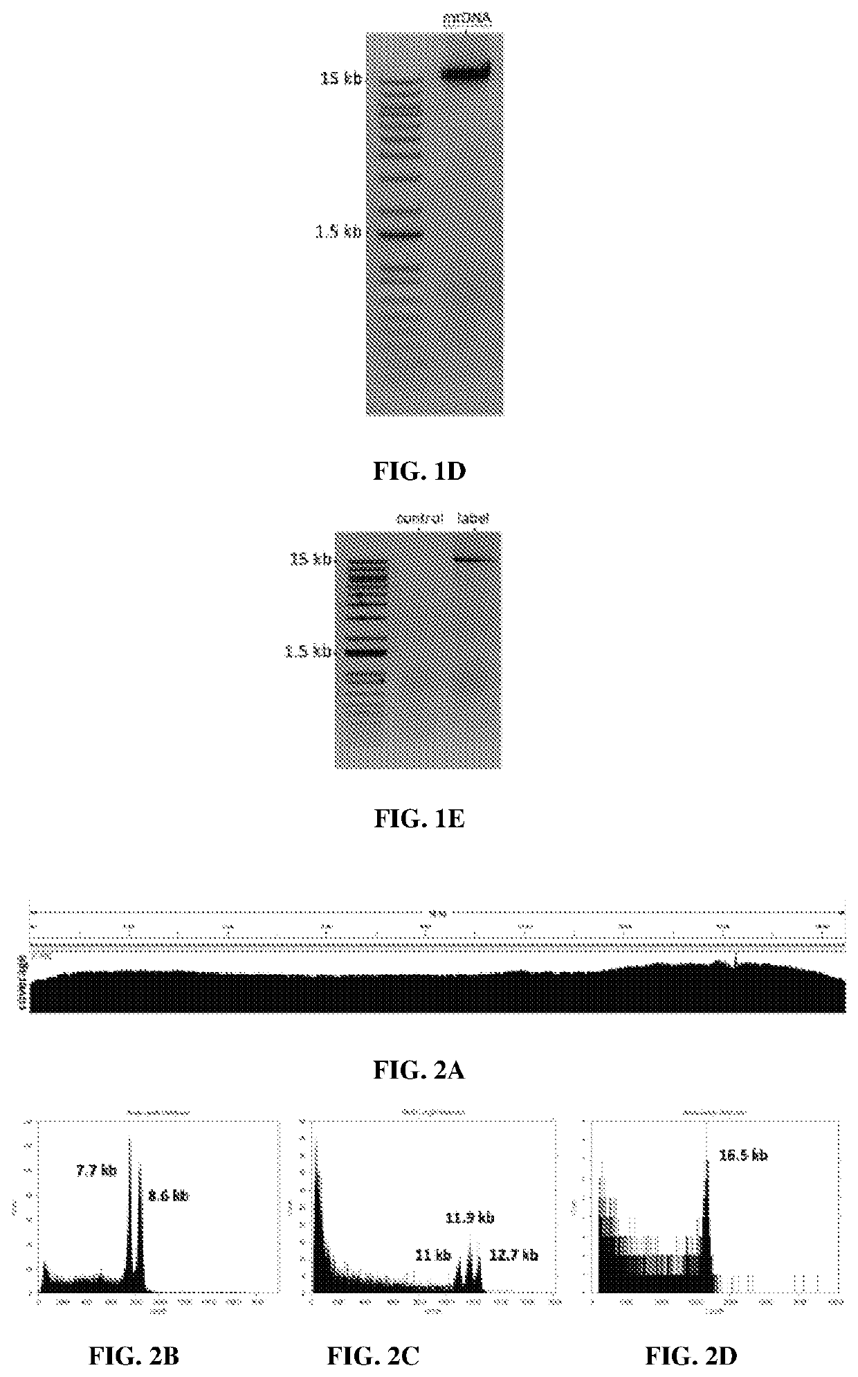 Compositions and methods of labeling nucleic acids and sequencing and analysis thereof