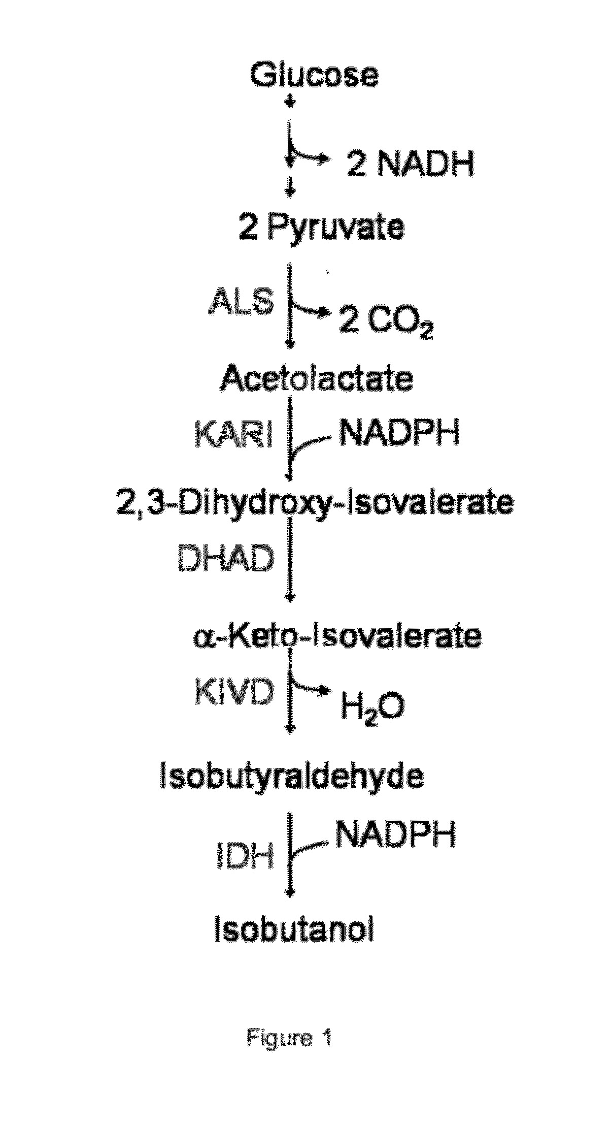 Engineered microogranisms capable of producing target compounds under anaerobic conditions