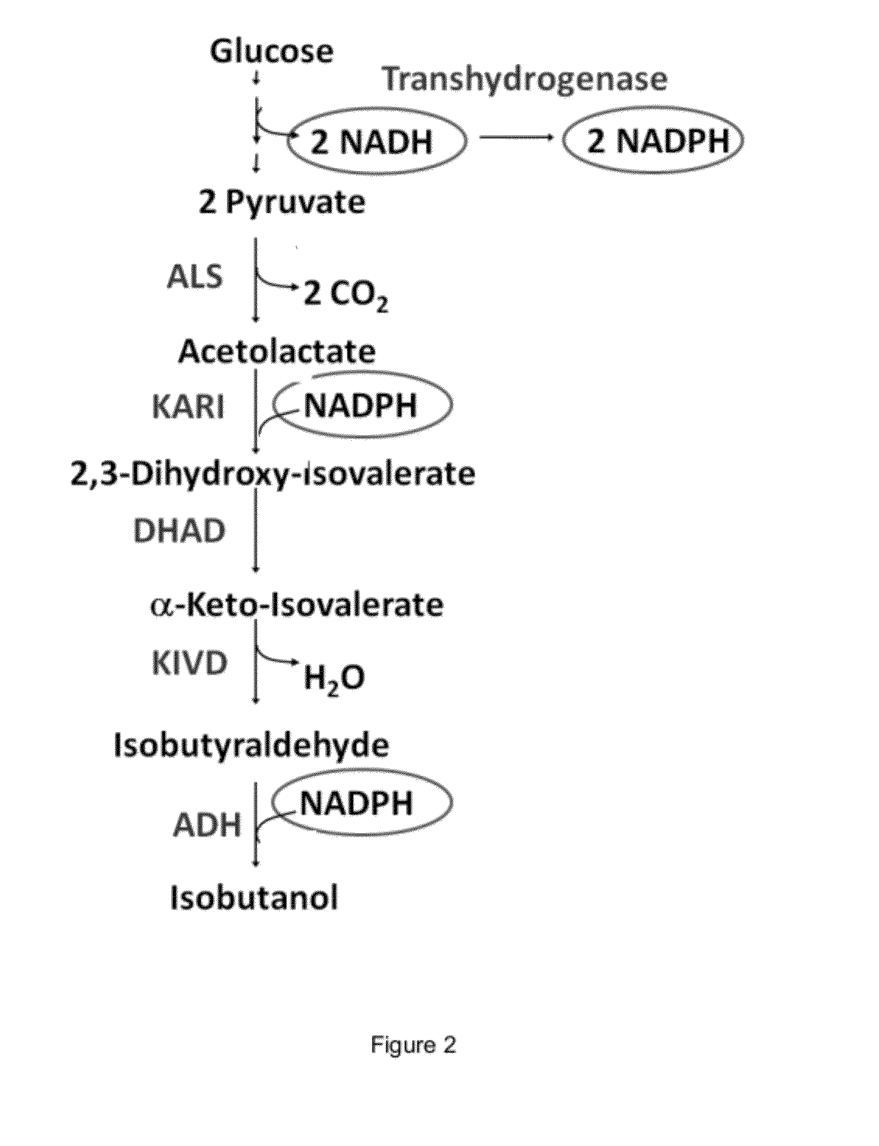 Engineered microogranisms capable of producing target compounds under anaerobic conditions