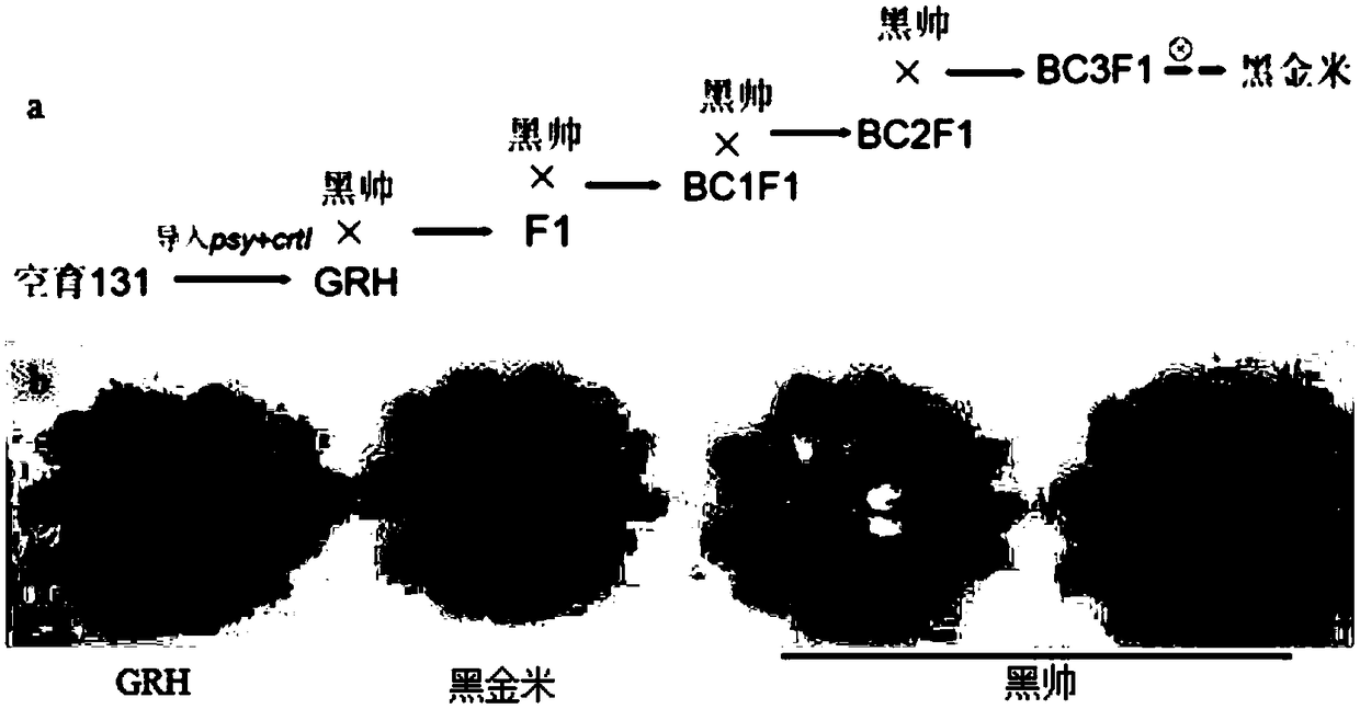 Method for culturing transgenic rice GRH and black gold rice and detecting target gene of the transgenic rice GRH