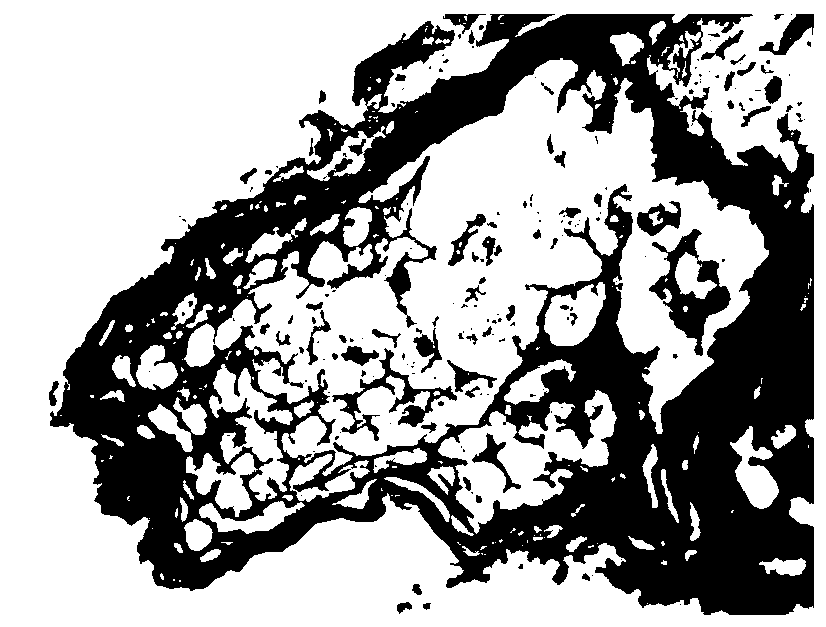 Treatment method and treatment agent for biological specimen