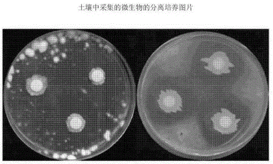 Homogeneous microorganism extract using useful and functional microorganisms and method for producing same