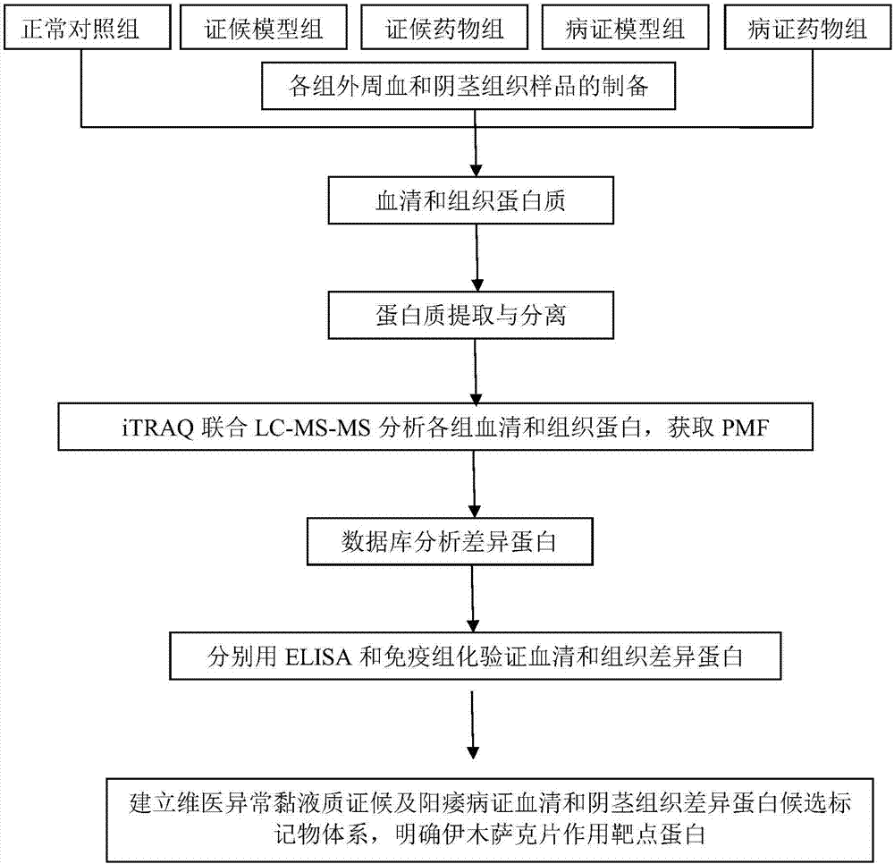 Target protein and screening method of Yimusake tablet acting on abnormal mucus syndrome and impotence syndrome model