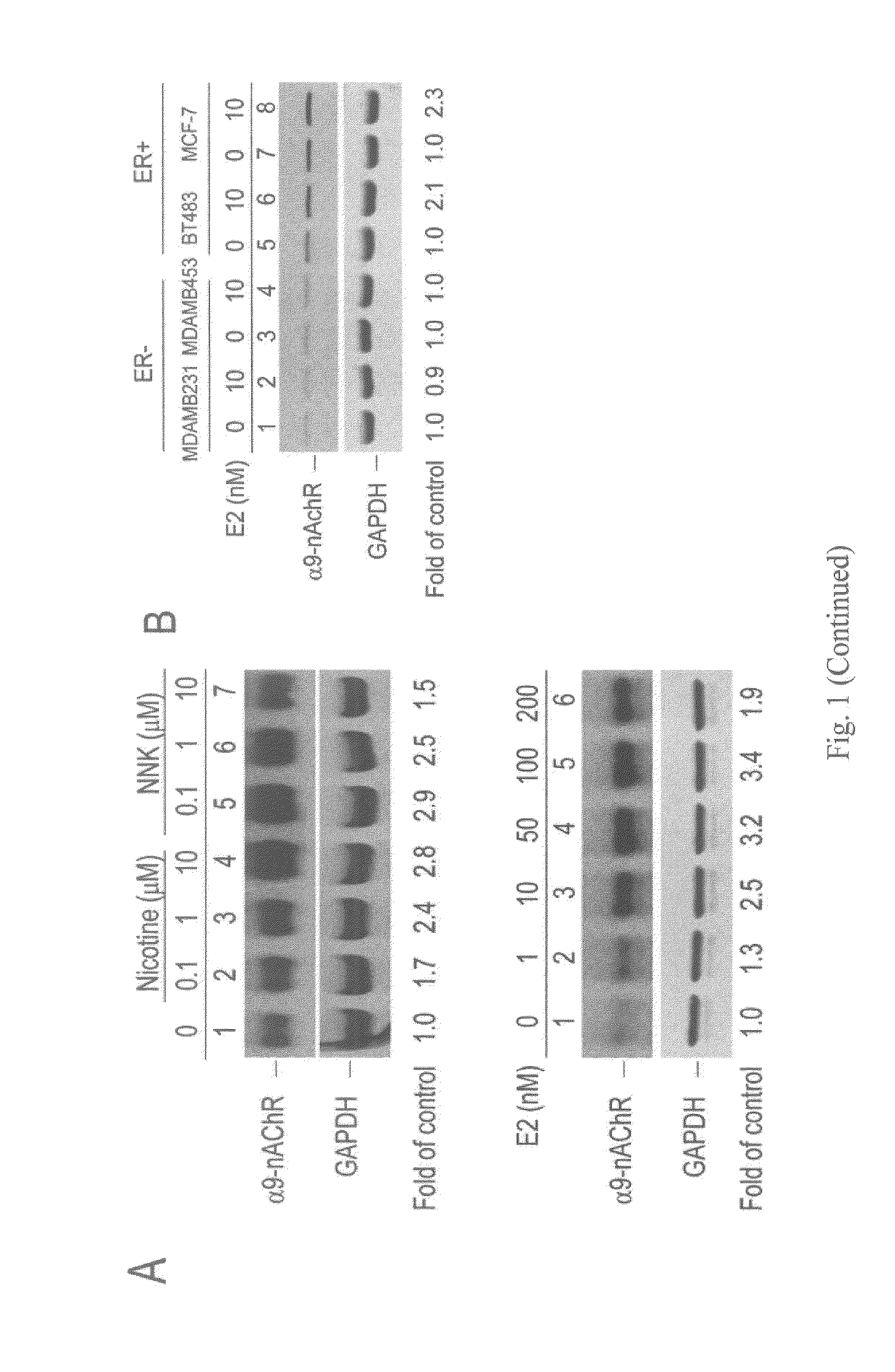 Use of tea polyphenols for treating and/or preventing nicotine or nicotine-derived compounds or estrogen induced breast cancer