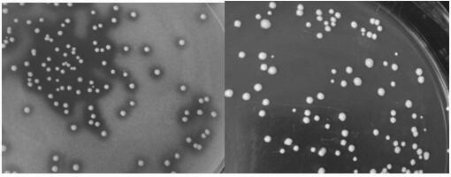 A strain of Bacillus coagulans e21 that improves the anti-oxidative stress ability of livestock and poultry animals after challenge and its application