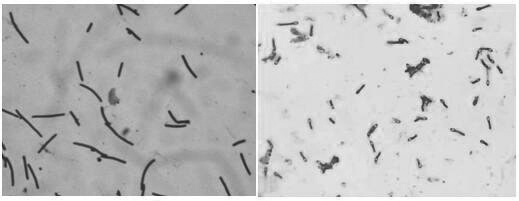 A strain of Bacillus coagulans e21 that improves the anti-oxidative stress ability of livestock and poultry animals after challenge and its application