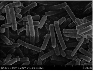 A strain of Bacillus coagulans e21 that improves the anti-oxidative stress ability of livestock and poultry animals after challenge and its application