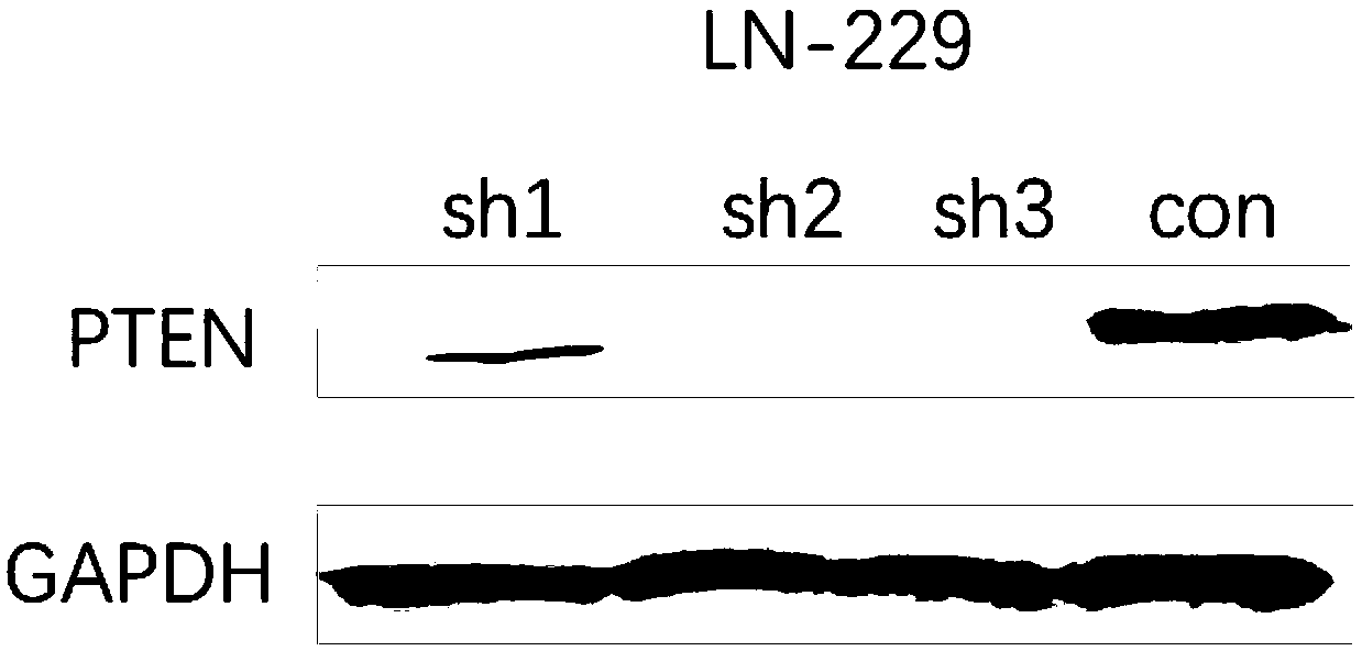 LN-229 cell line with low expression of human phosphatase and tensin homolog (PTEN) protein and construction method for LN-229 cell line