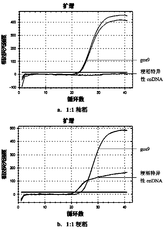 Double real-time fluorescence PCR identification method for indica-japonica subspecies rice based on chloroplast DNA difference