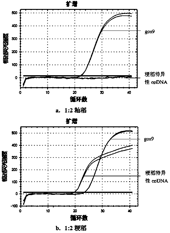 Double real-time fluorescence PCR identification method for indica-japonica subspecies rice based on chloroplast DNA difference