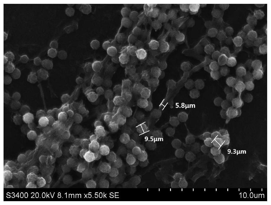 Pyrazine-producing thermoactinomycetes, separation, screening and application thereof