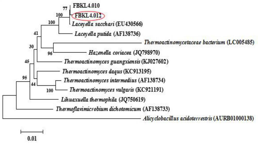 Pyrazine-producing thermoactinomycetes, separation, screening and application thereof