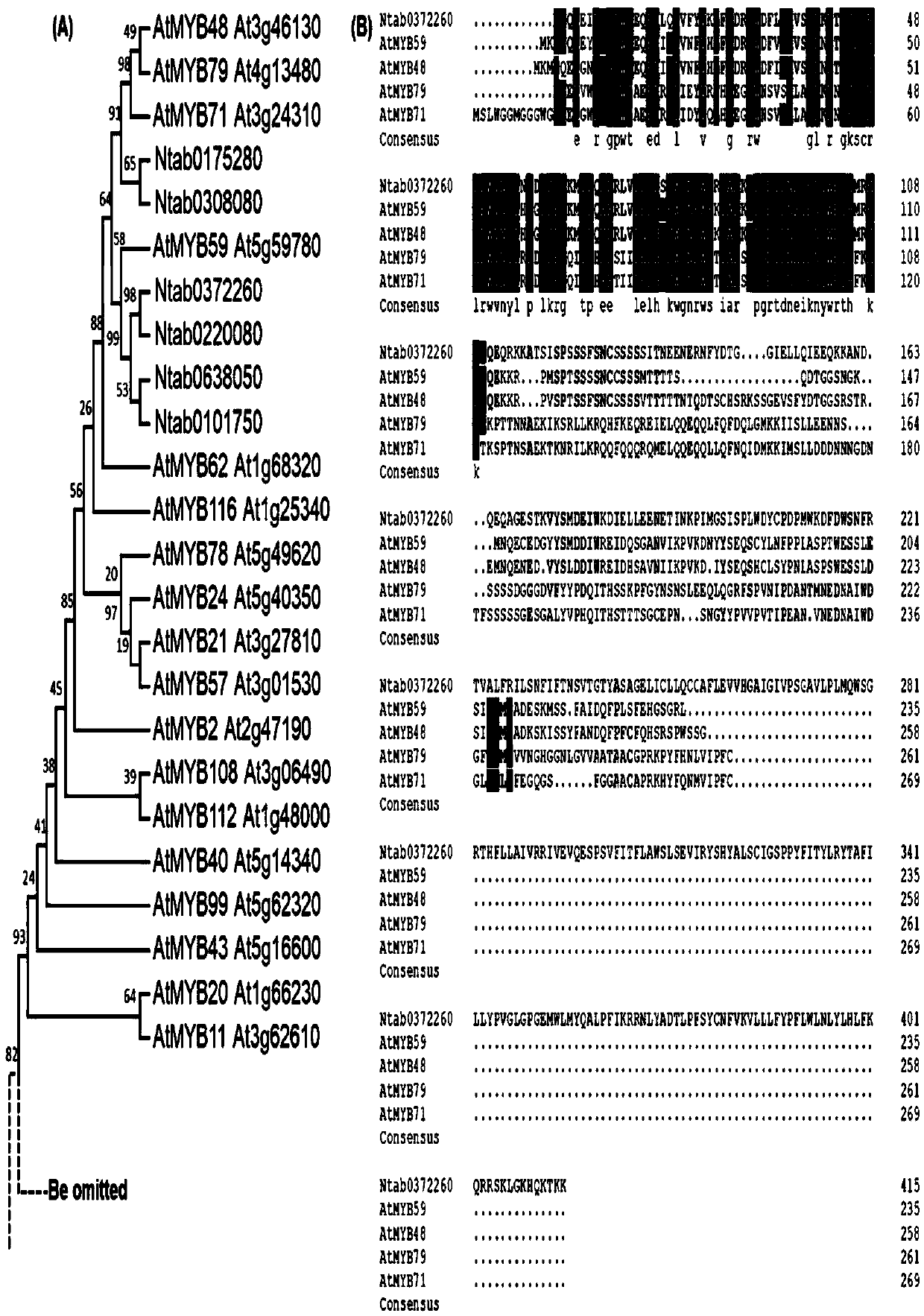 Gene for regulating flavonoid synthesis and encoded protein and application of gene