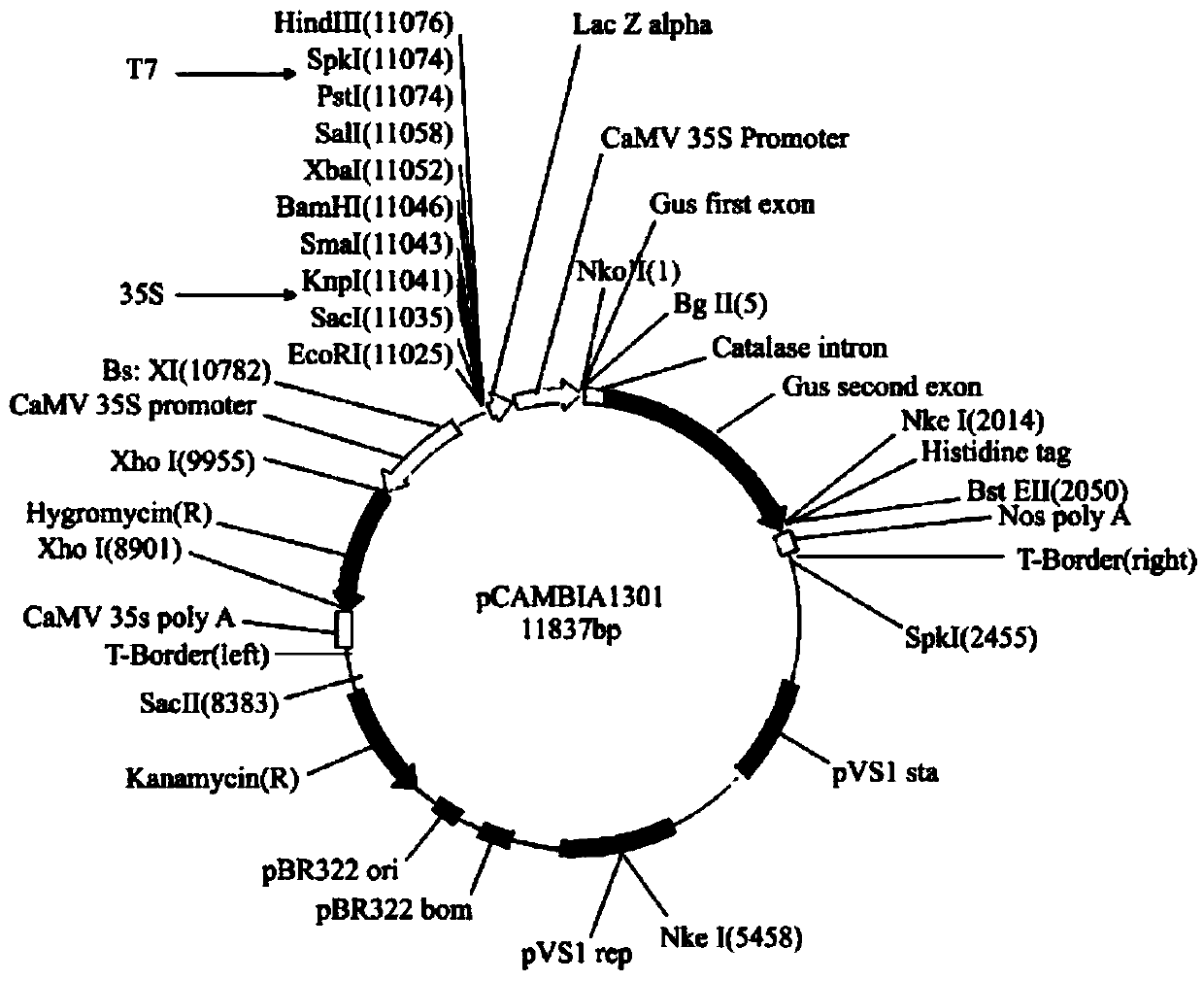 Gene for regulating flavonoid synthesis and encoded protein and application of gene