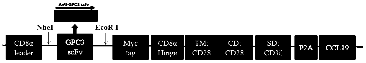 Chimeric antigen receptor targeting GPC3 and application of chimeric antigen receptor
