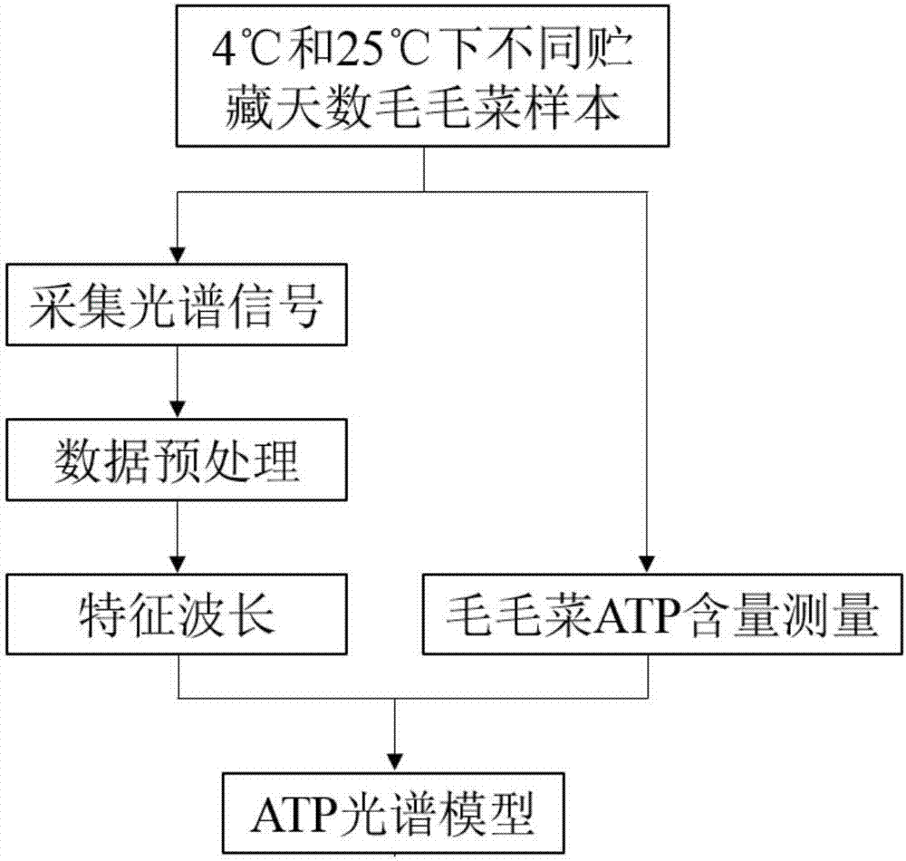 Method for rapidly detecting content of ATP of plant leaf