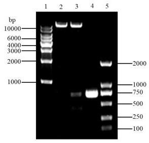 Astaxanthin-producing Rhodosporidium kratochvilovae gene engineering strain