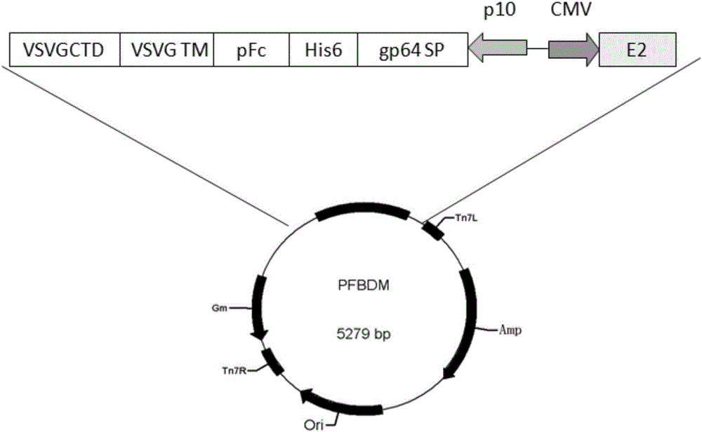 Method for preparing vaccine vectors for swine from swine IgG1 Fc recombinant baculoviruses
