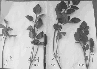 Method for breeding new variety of leaf achillea