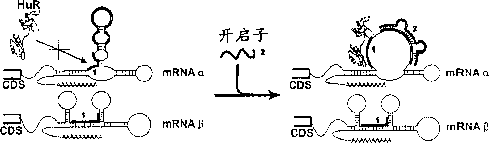 Screening assays