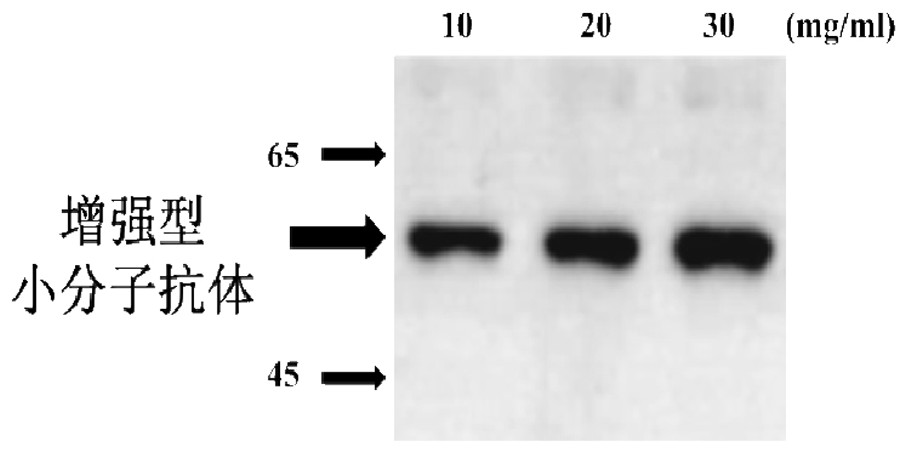 Construction and application of an enhanced small molecule antibody