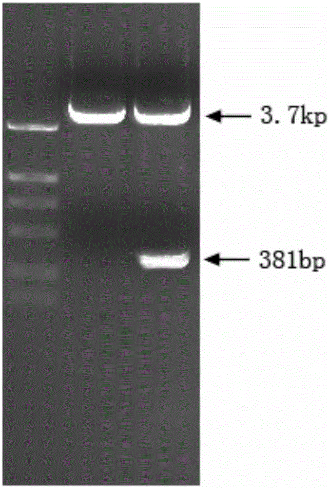 Cancer inhibition polypeptide 127aa and expression vector and application thereof