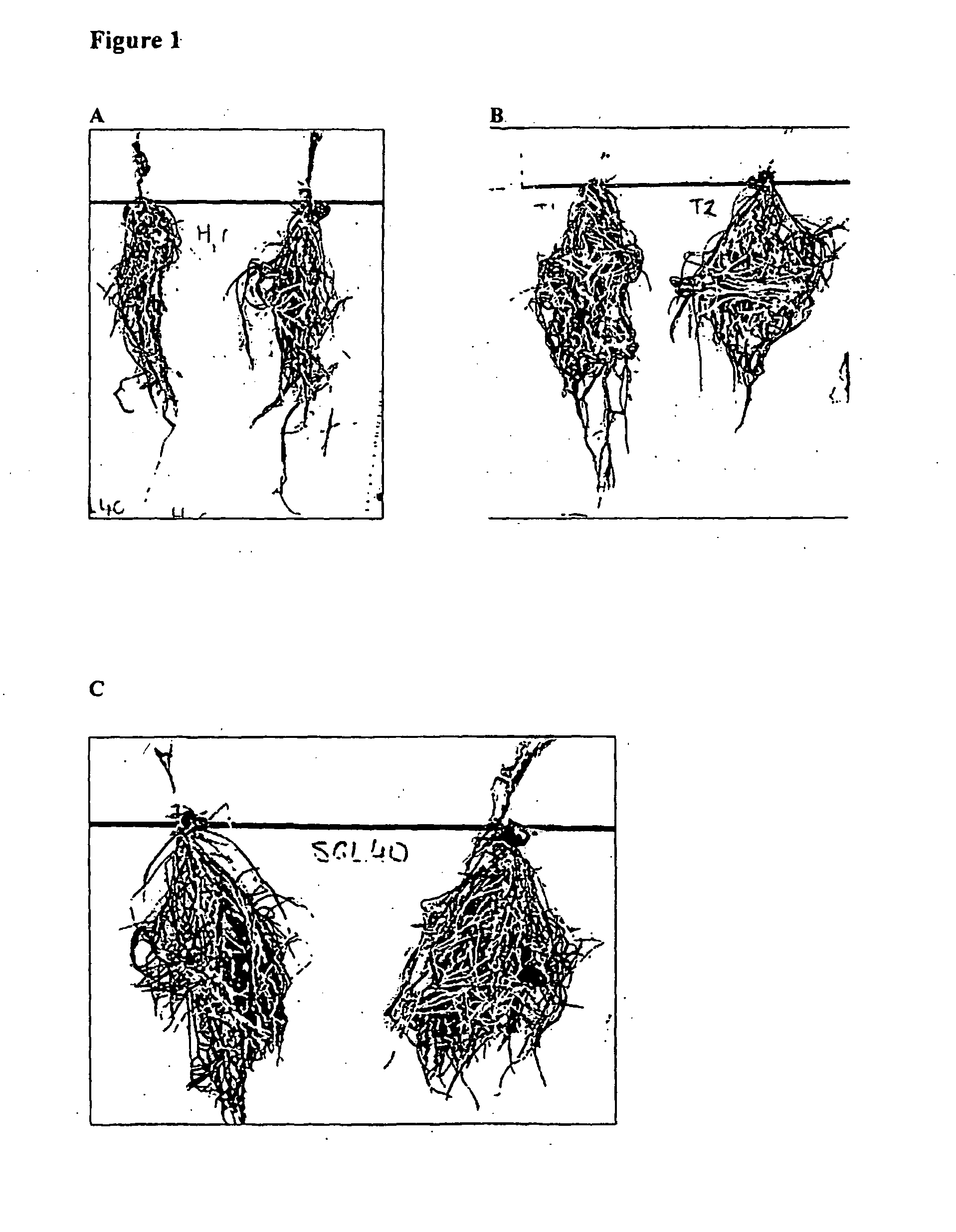 Microbial inoculants and fertilizer compositions comprising the same