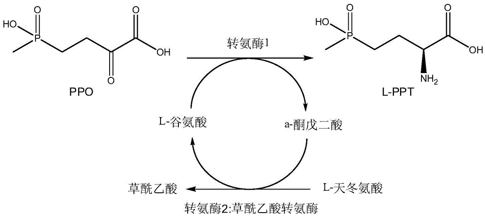 Production method of L-glufosinate