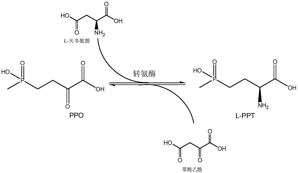 Production method of L-glufosinate