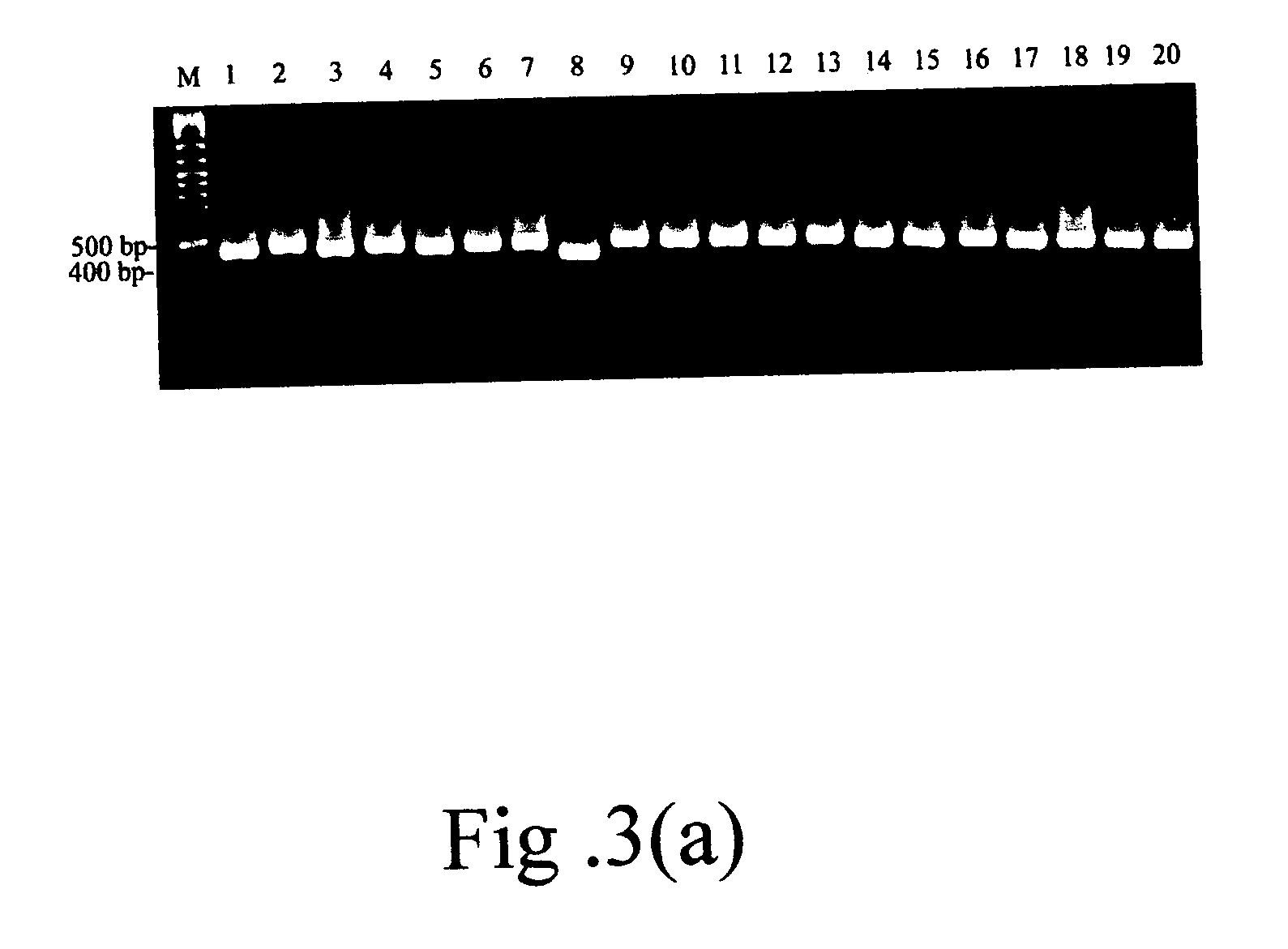 Method and detector for identifying subtypes of human papilloma viruses