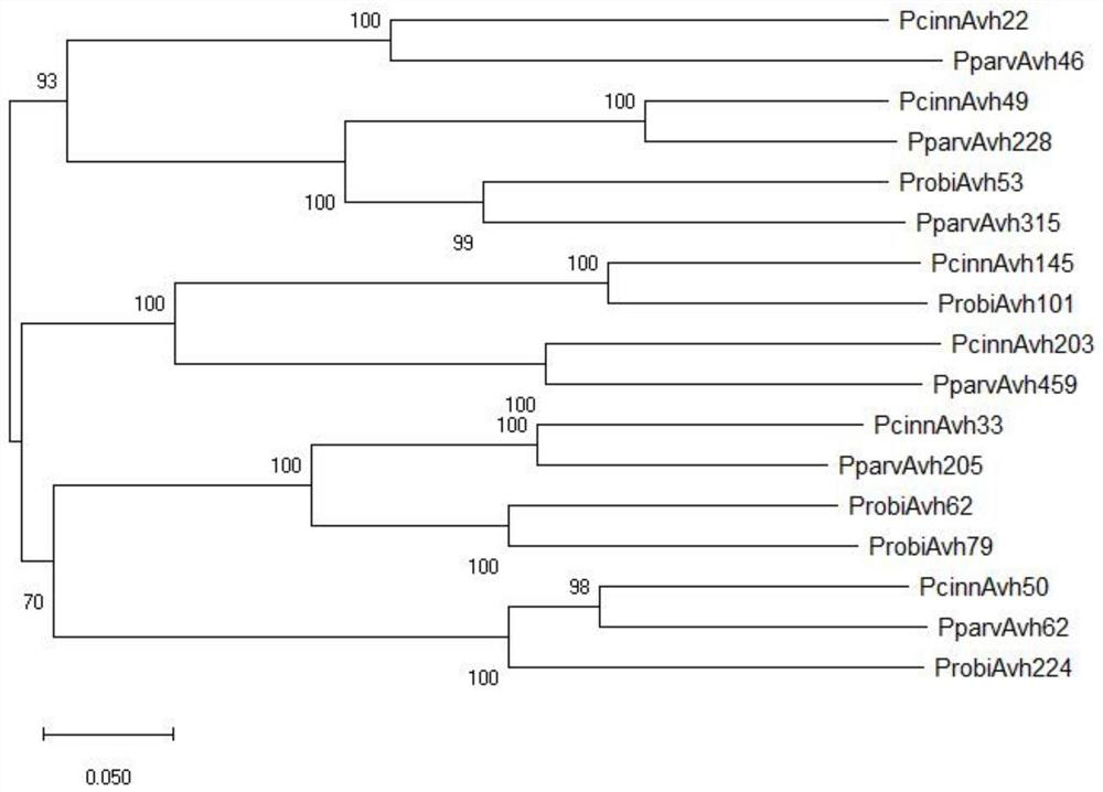 Phytophthora cinnamomum effector protein Avh49 and application thereof