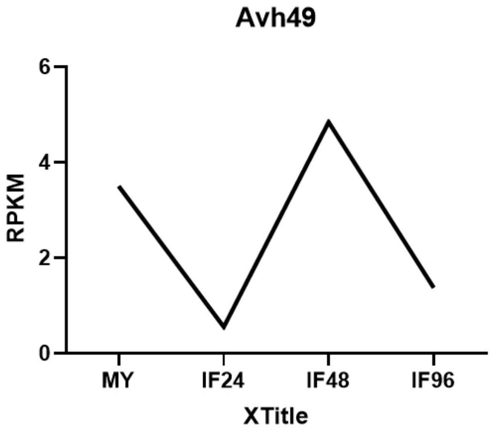 Phytophthora cinnamomum effector protein Avh49 and application thereof