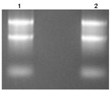 PCR reagent for detecting tumor medicine targets, and application of PCR reagent