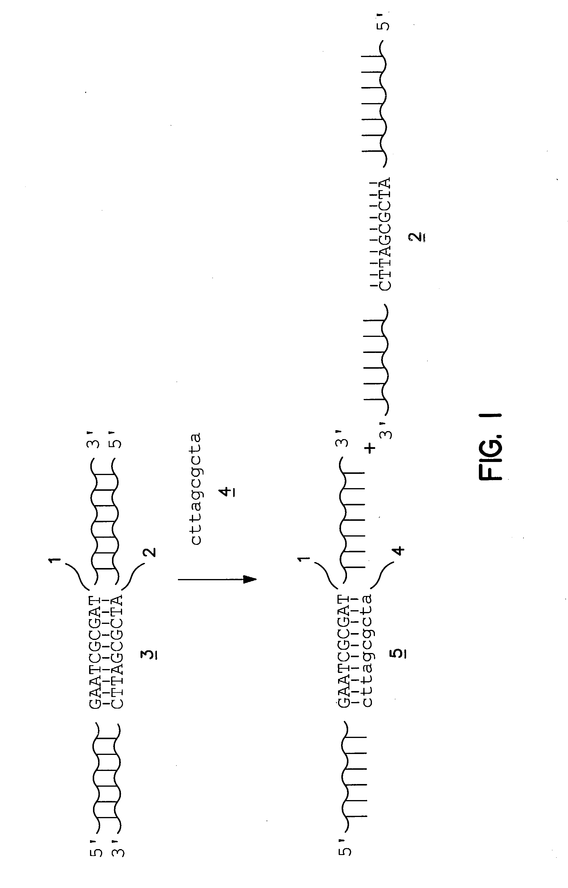 Methods for isolating one strand of a double-stranded nucleic acid