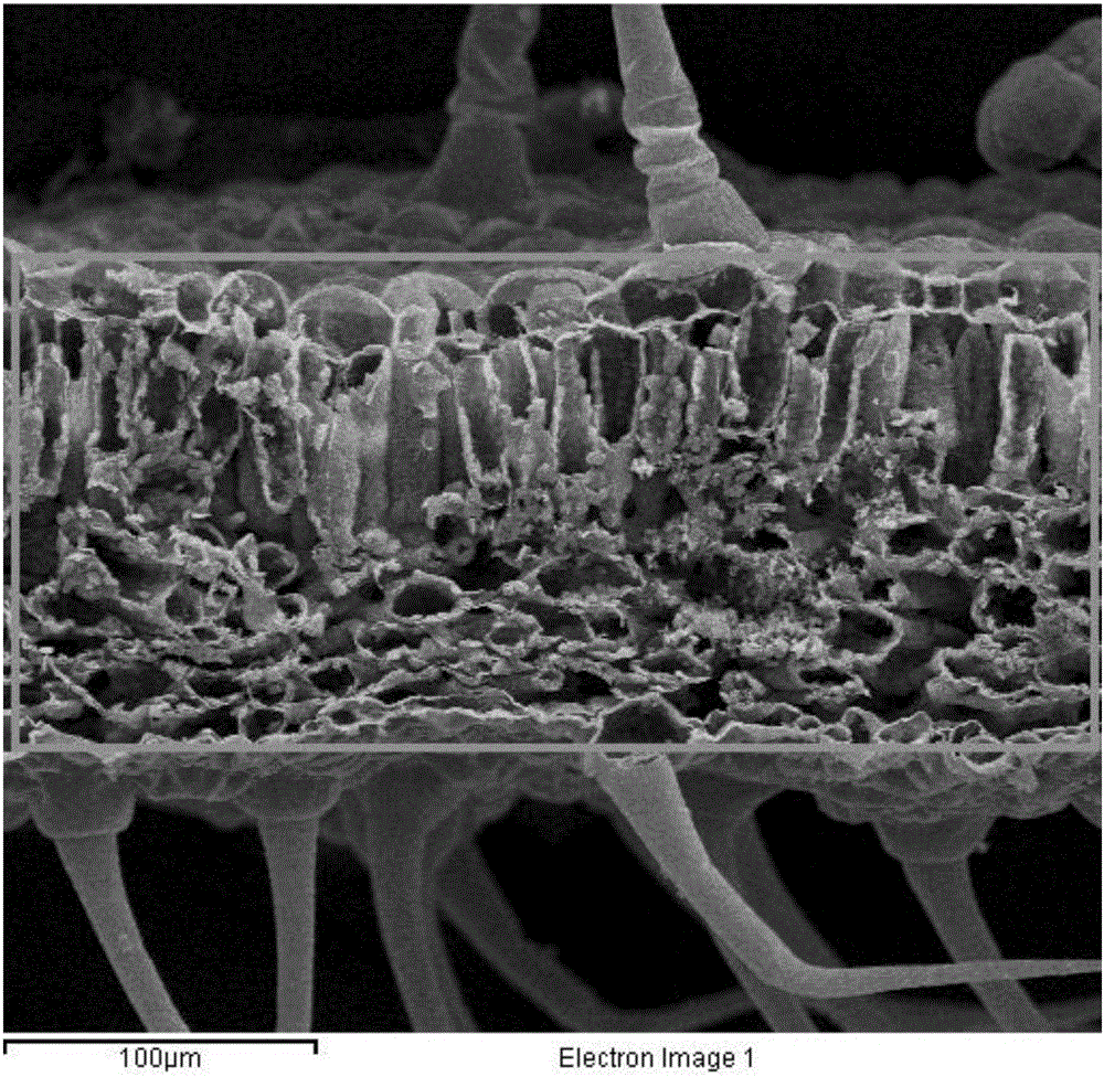 Scanning electron microscope-energy dispersive X-ray spectroscopy (SEM-EDX) detection method for distribution characteristics of nitrogen, phosphorus and potassium in crop leaf