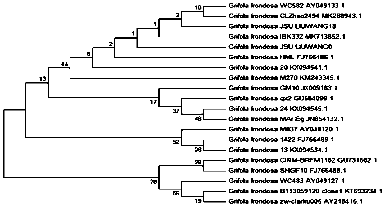 Grifola frondosa strain obtained by ultraviolet mutagenesis