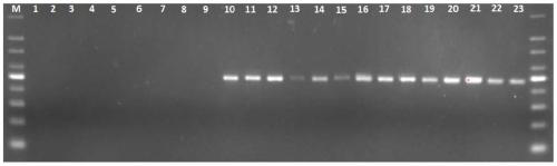 Rapid detection method for bacteroides based on high-throughput sequencing and application