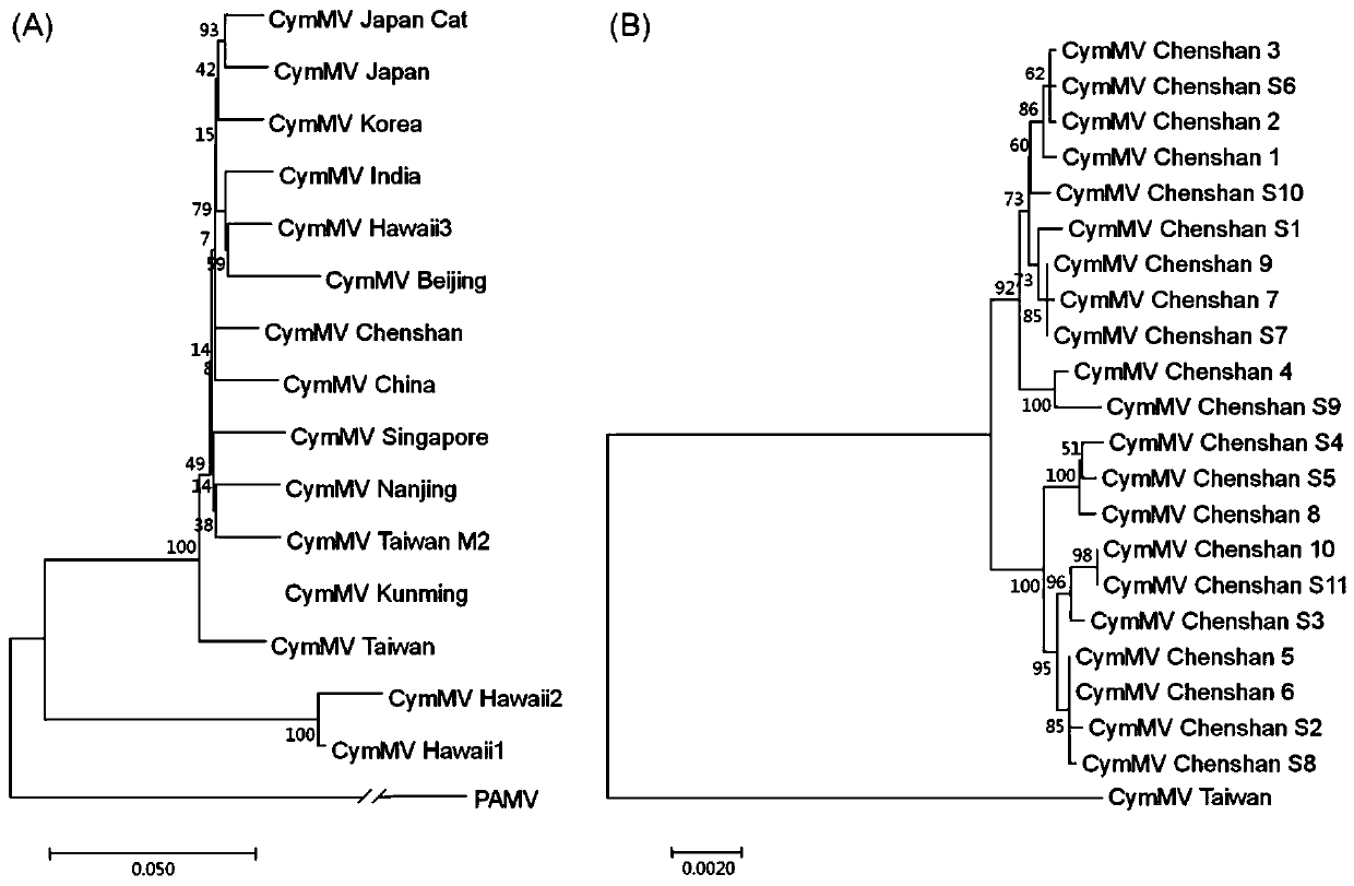 Cloning and transcription carrier construction of cymbidium mosaic virus strain