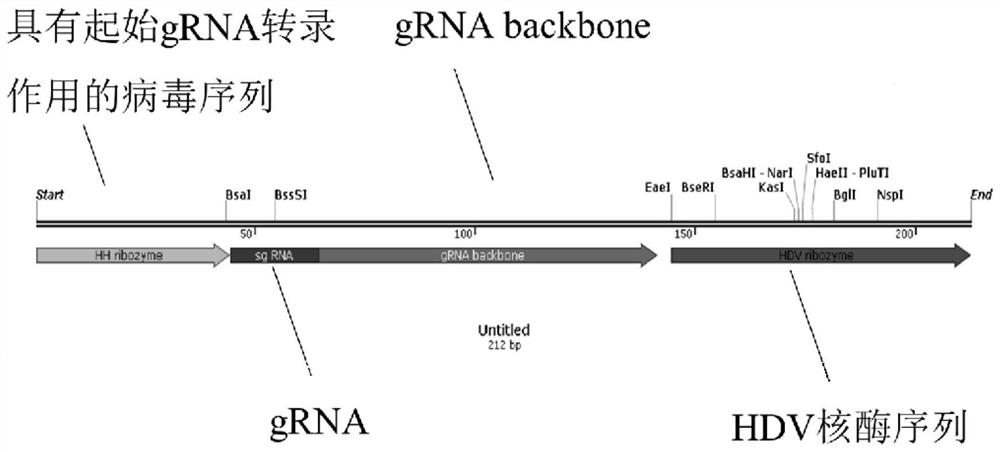 CRISPR/Cas gene editing system applied to trichoderma reesei