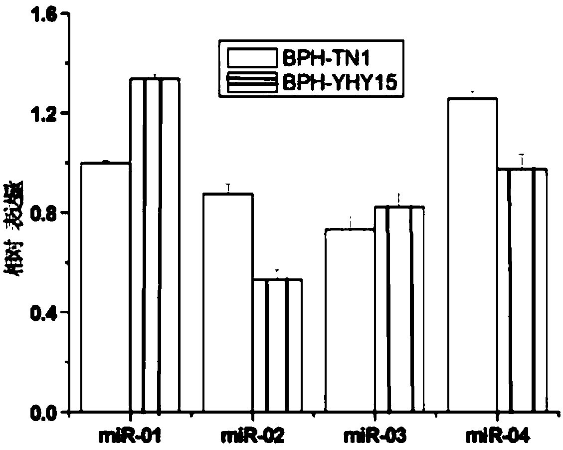Method for screening MicroRNAs of nilaparvata lugens with effect on oryza sativa resistance adaptability