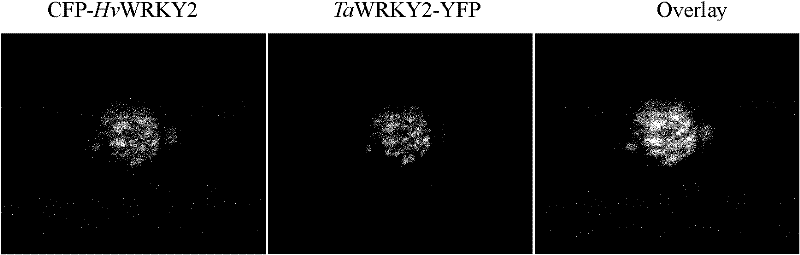 Protein TaWRKY2 related to powdery mildew resistance and coding gene of protein TaWRKY2