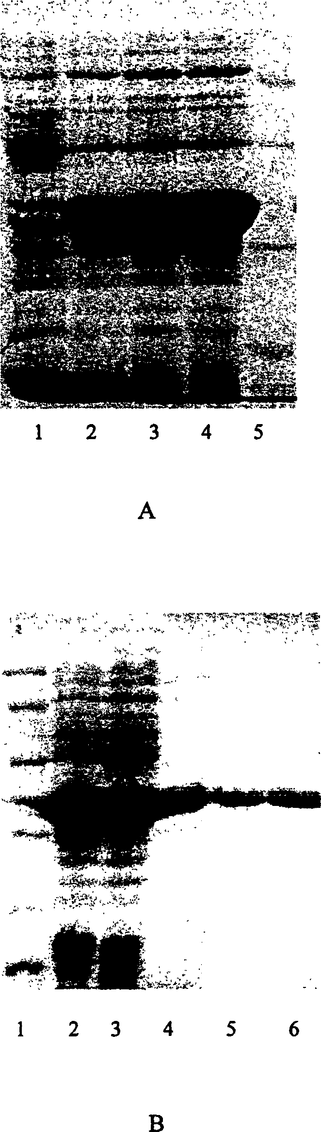 Kit for detecting apoptosis