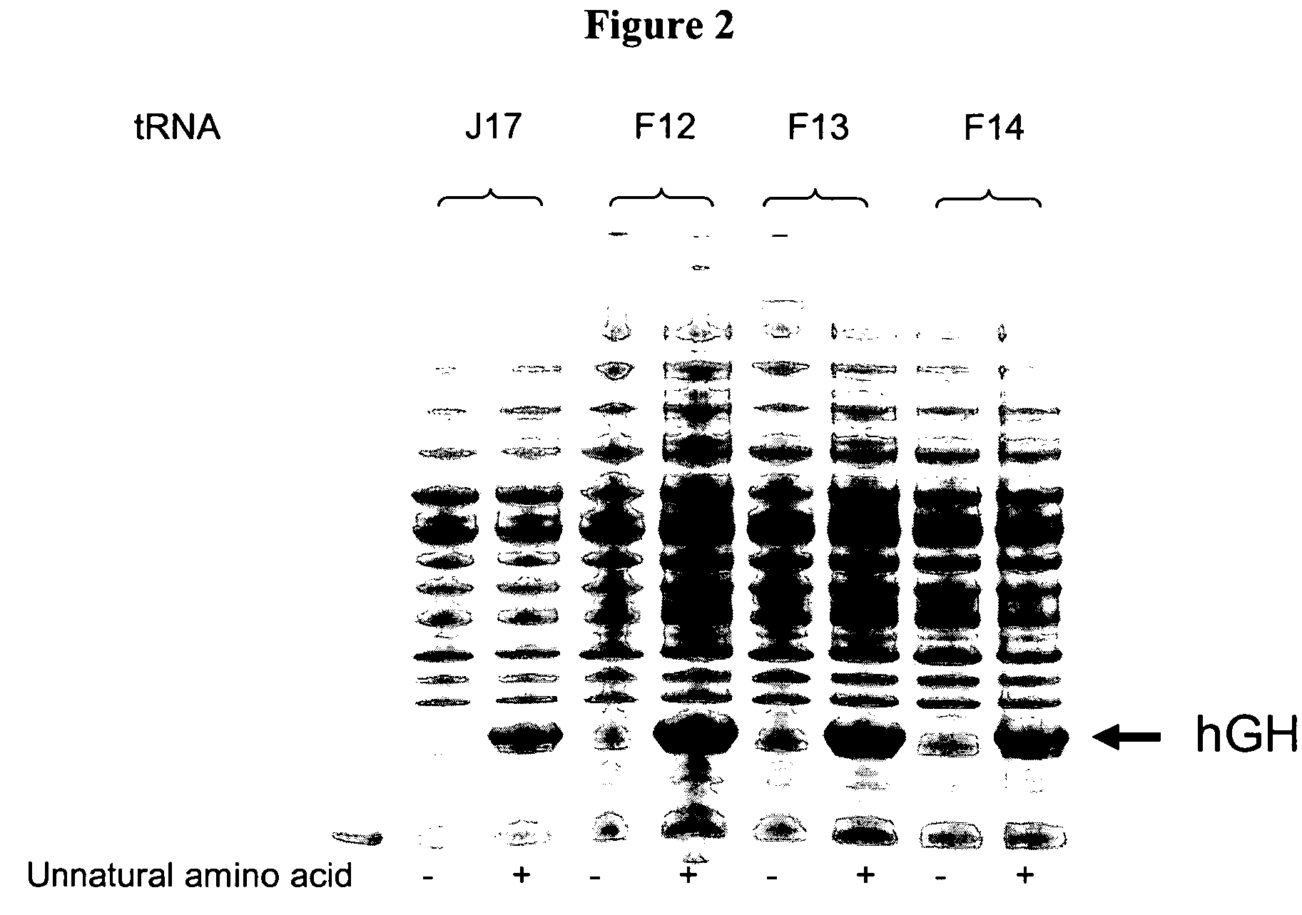 Compositions of tRNA and uses thereof