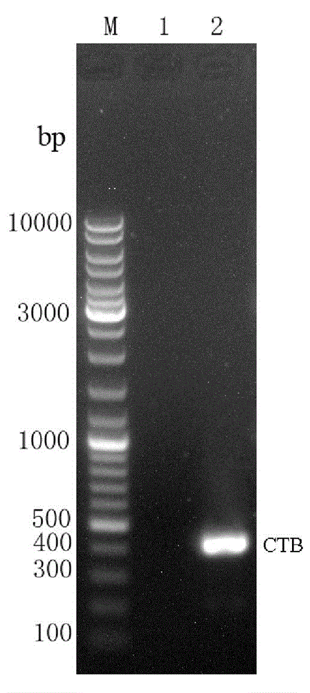 Immunologic adjuvant-Helicobacter pylori antigen fused protein oral vaccine and preparation method thereof