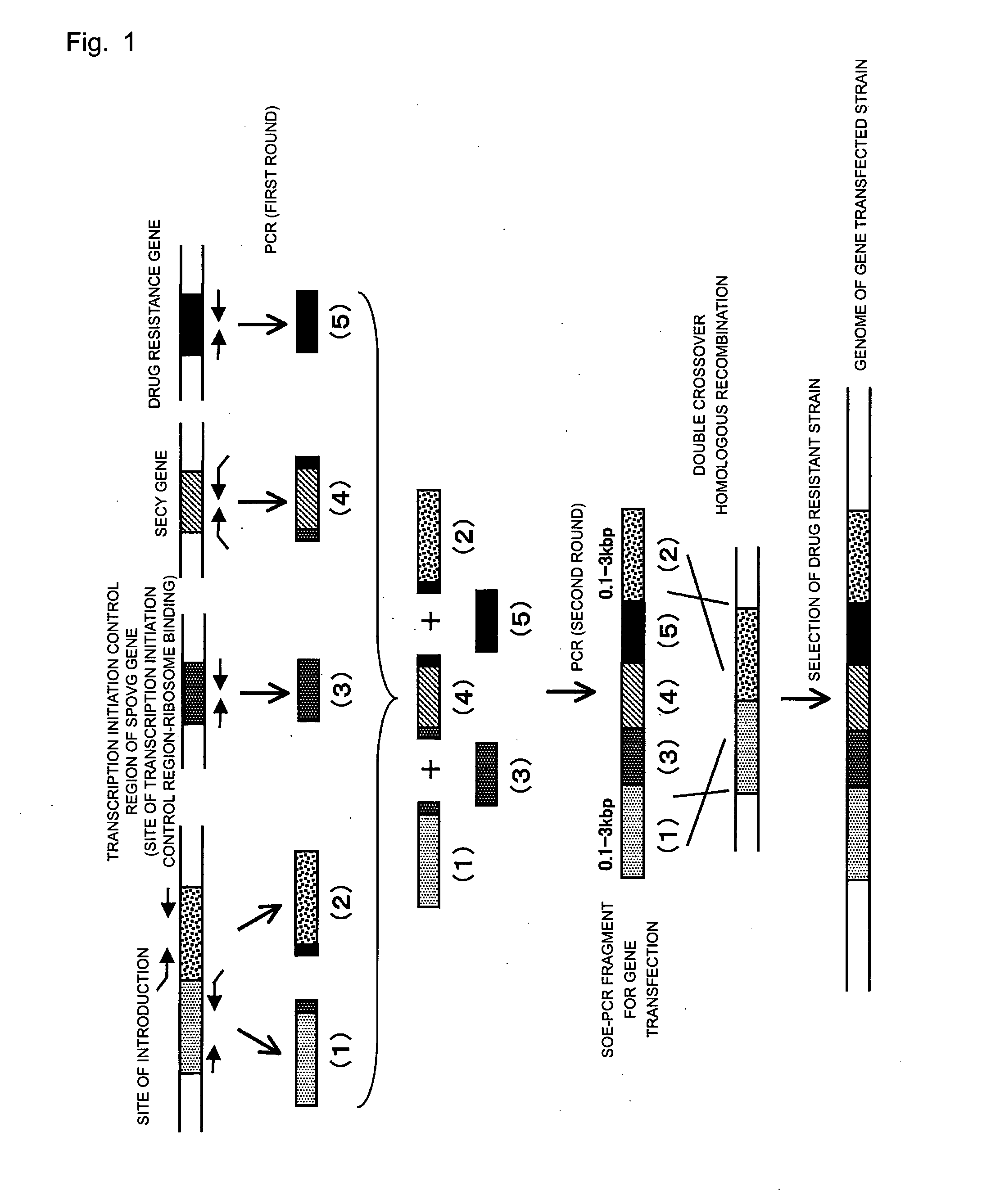 Recombinant Microorganism