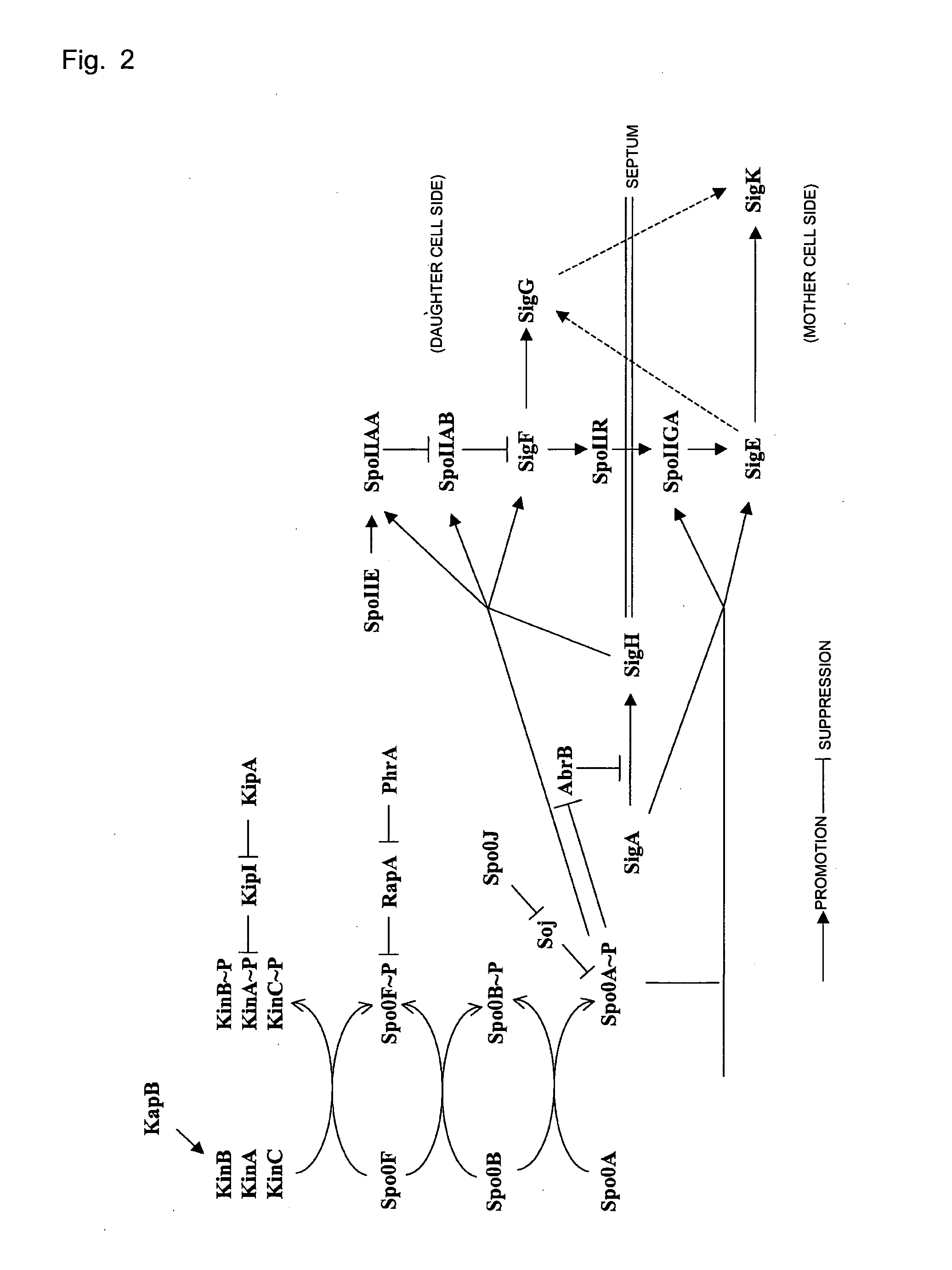 Recombinant Microorganism