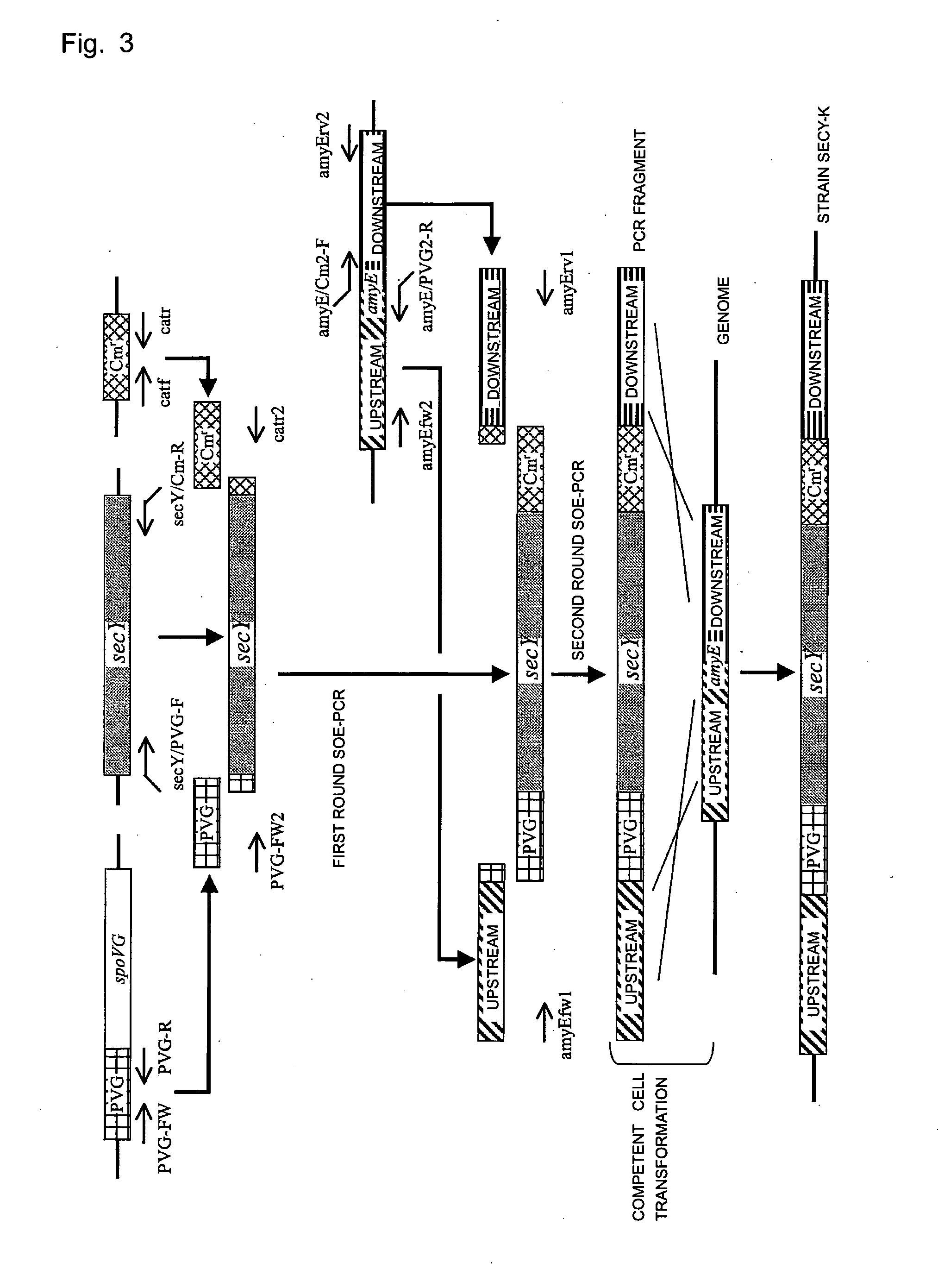 Recombinant Microorganism